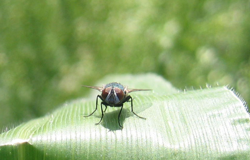 Lucilia sericata M. (Calliphoridae).